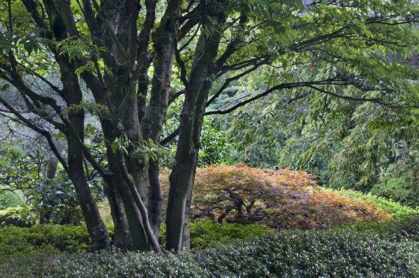 Bush, Marie 아티스트의 Oregon, Portland, Green lush garden scenic작품입니다.